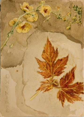Still life of leaves and flowers