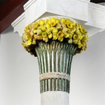 Daffodil capital